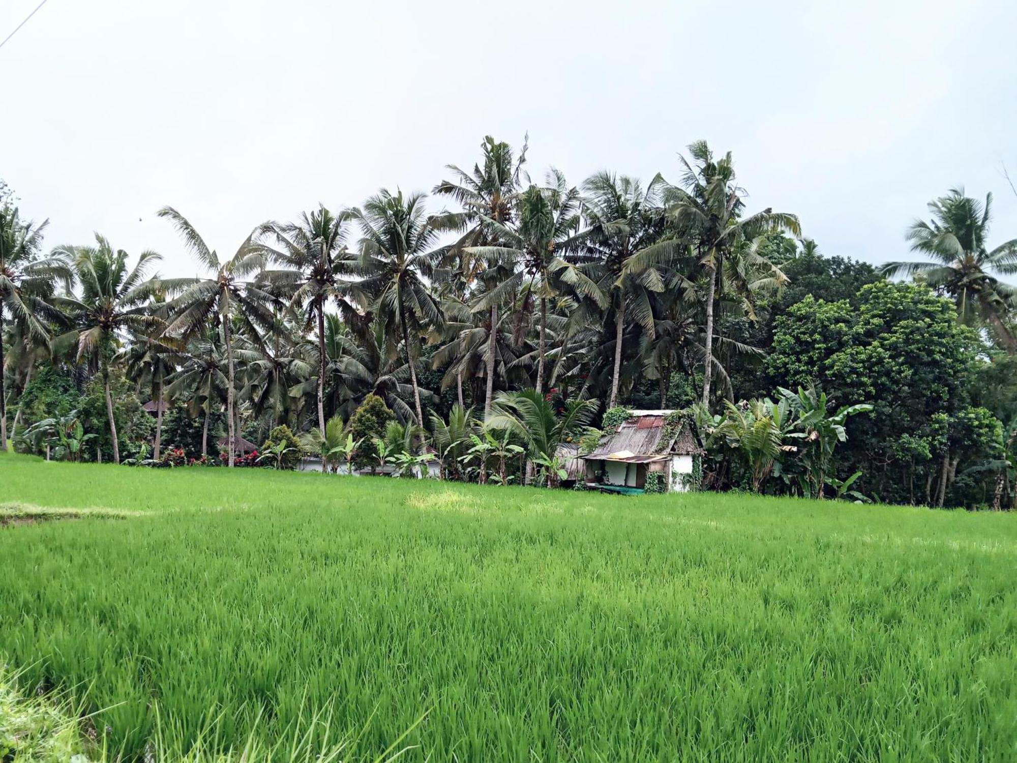 Mandala Blu Wellness Hotel Ubud  Exterior photo